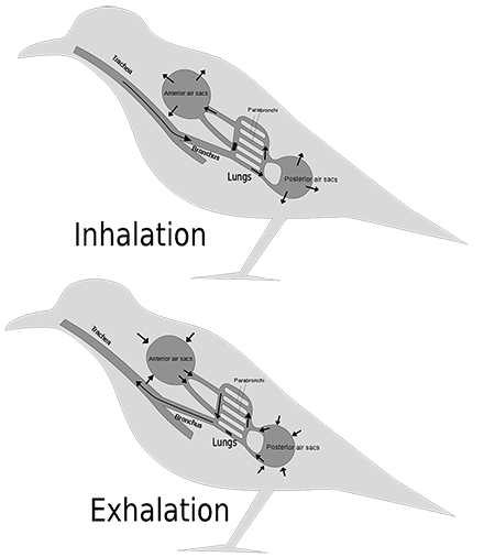 View of respiratory1 | Montgomery Bird Club